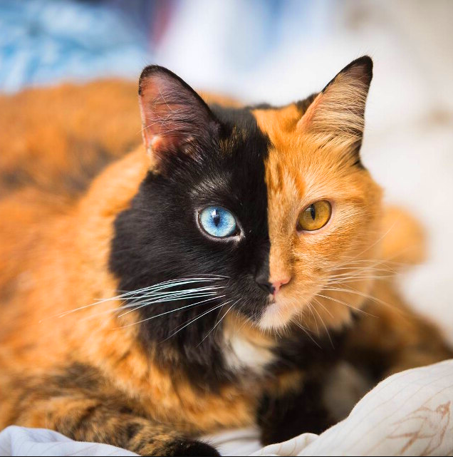 Кошка химера