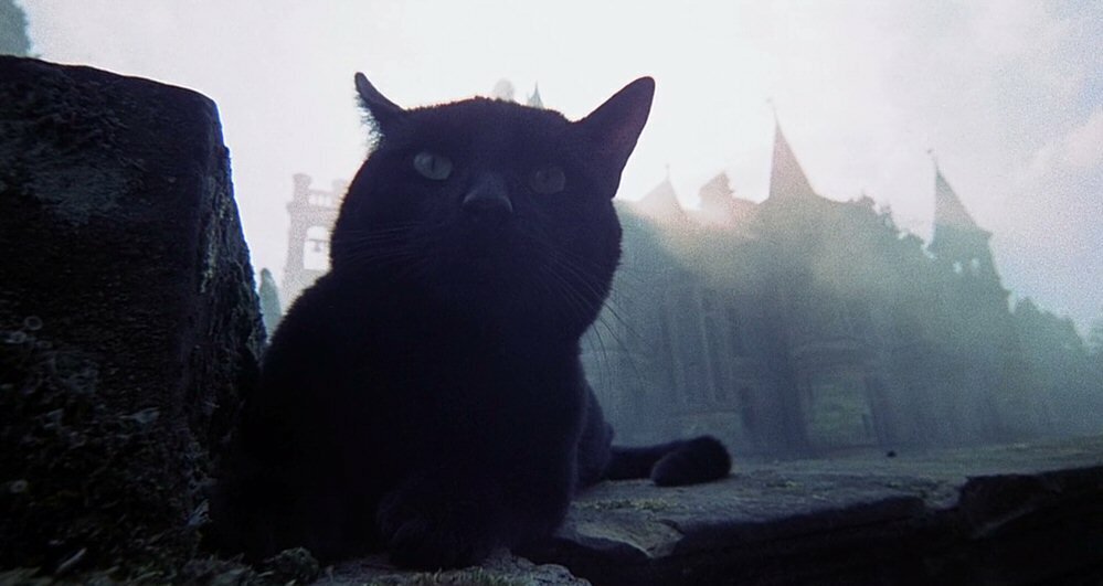 Кадр из фильма. Выбран был по принципу того, что на нём котик, и этим всё сказано.