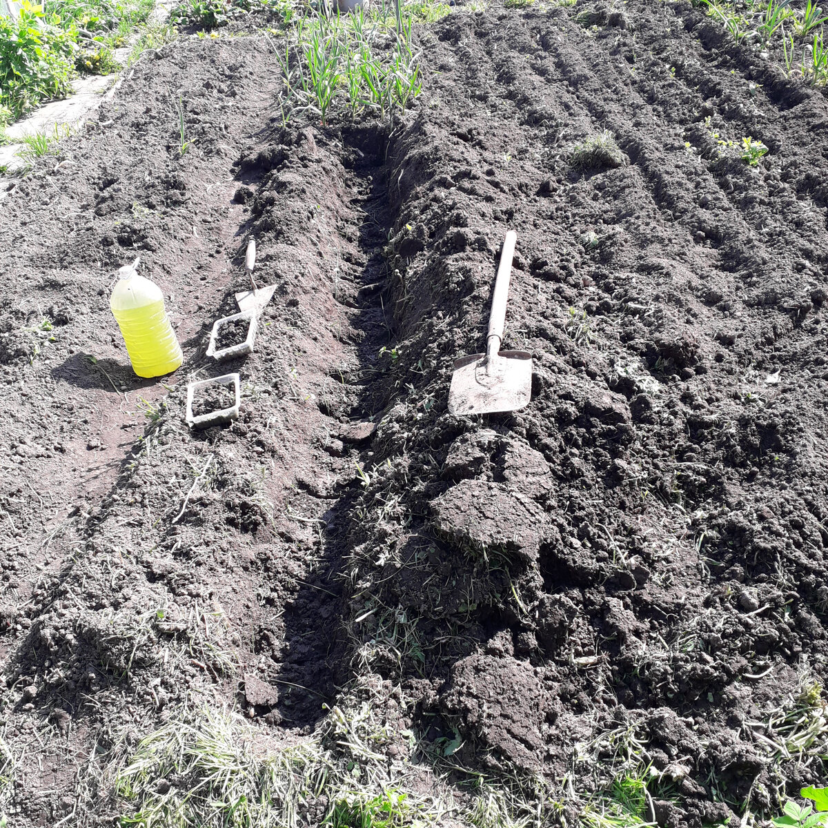 Фото автора. Траншея с разрезами на дне для посадки рассады лука.