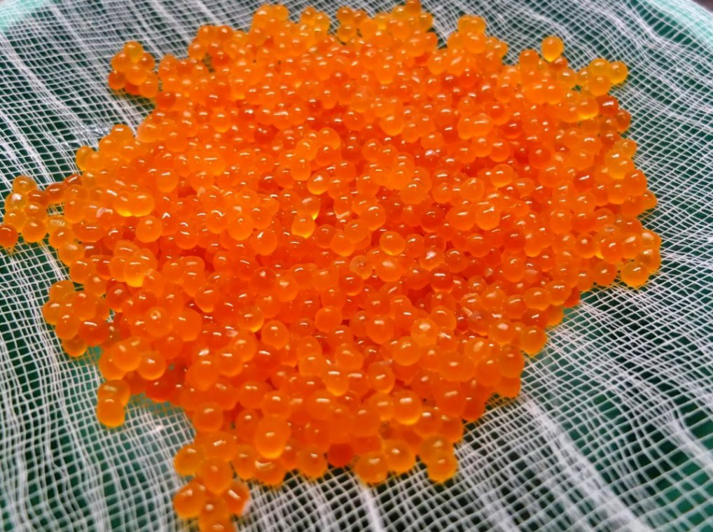Икры плотные
