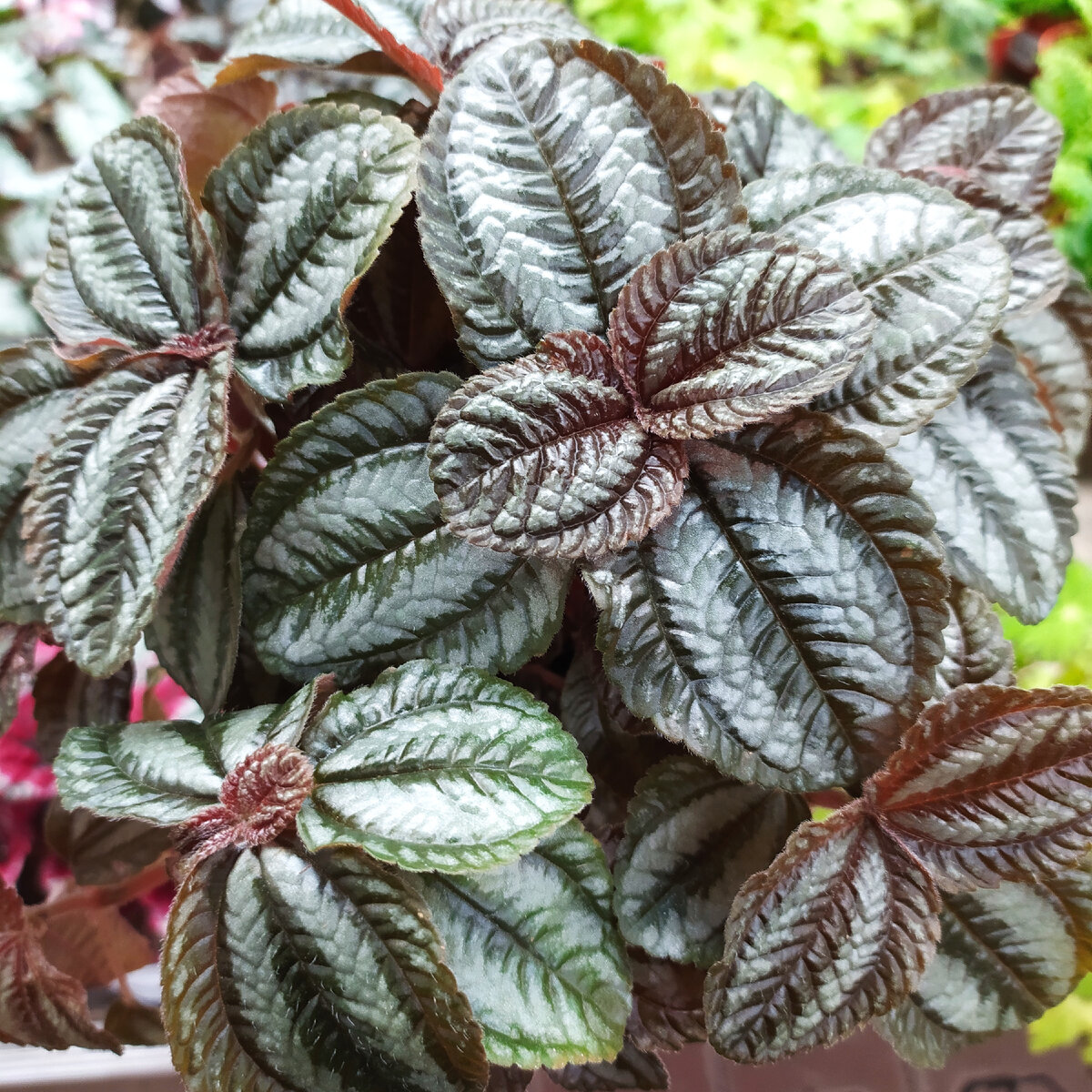 Pilea microphylla ‘Tricolor’