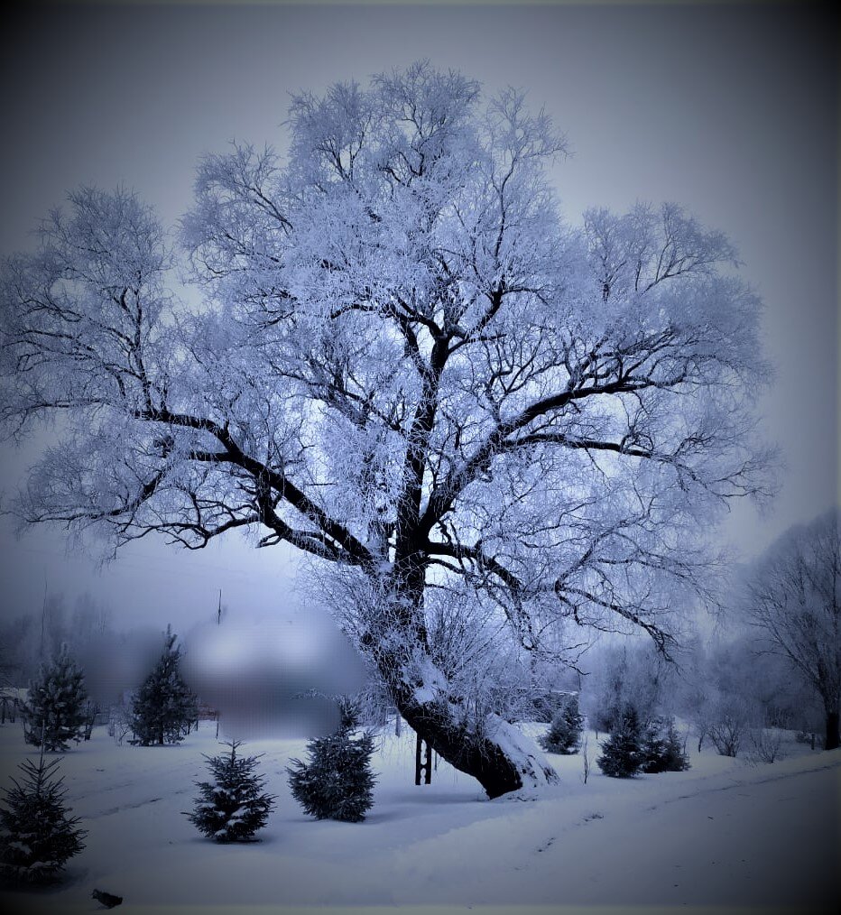 Вот наша ракита в этом году!