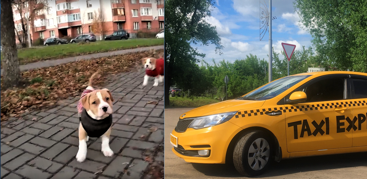 Щенки решили путешествовать. Как мы это поняли?.. Расскажу.