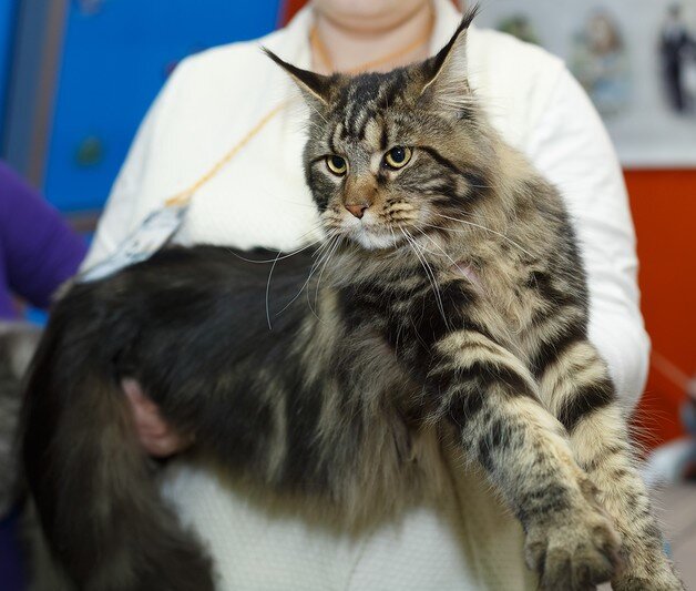 Фото из личного архива. Грей на одной из выставок.