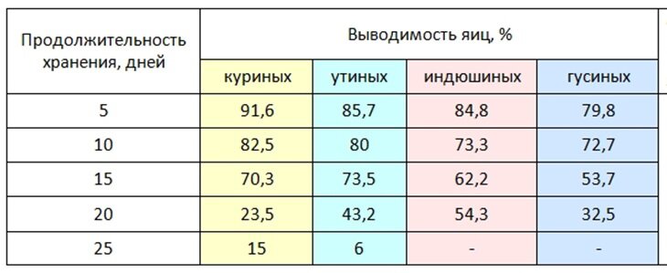 срок годности инкубационного яйца. павлиньи яйца в инкубаторе. хранение куриных инкубационных яиц. срок годности инкубационного яйца кур. срок хранения инкубационных куриных яиц.