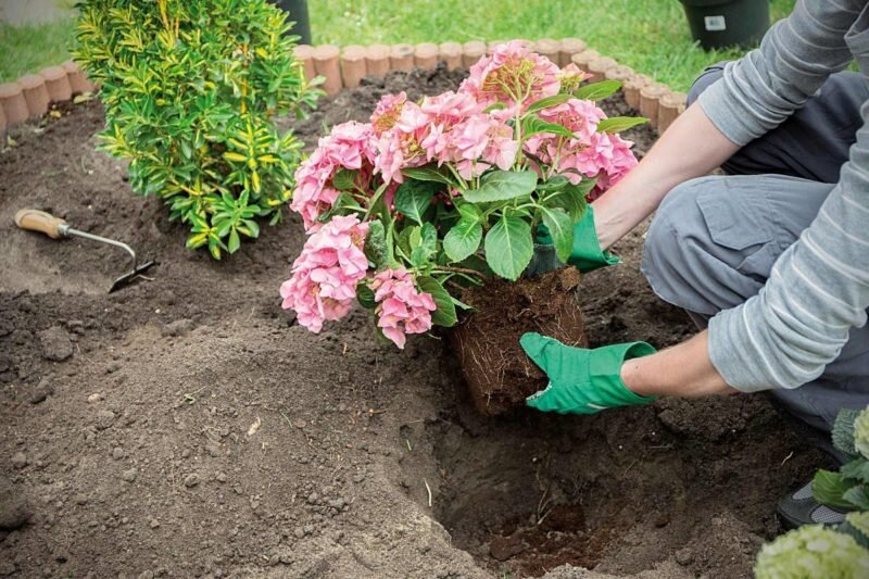 Посадка гортензии