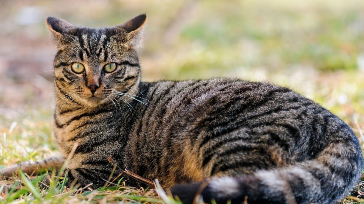 Обычный дворовой кот