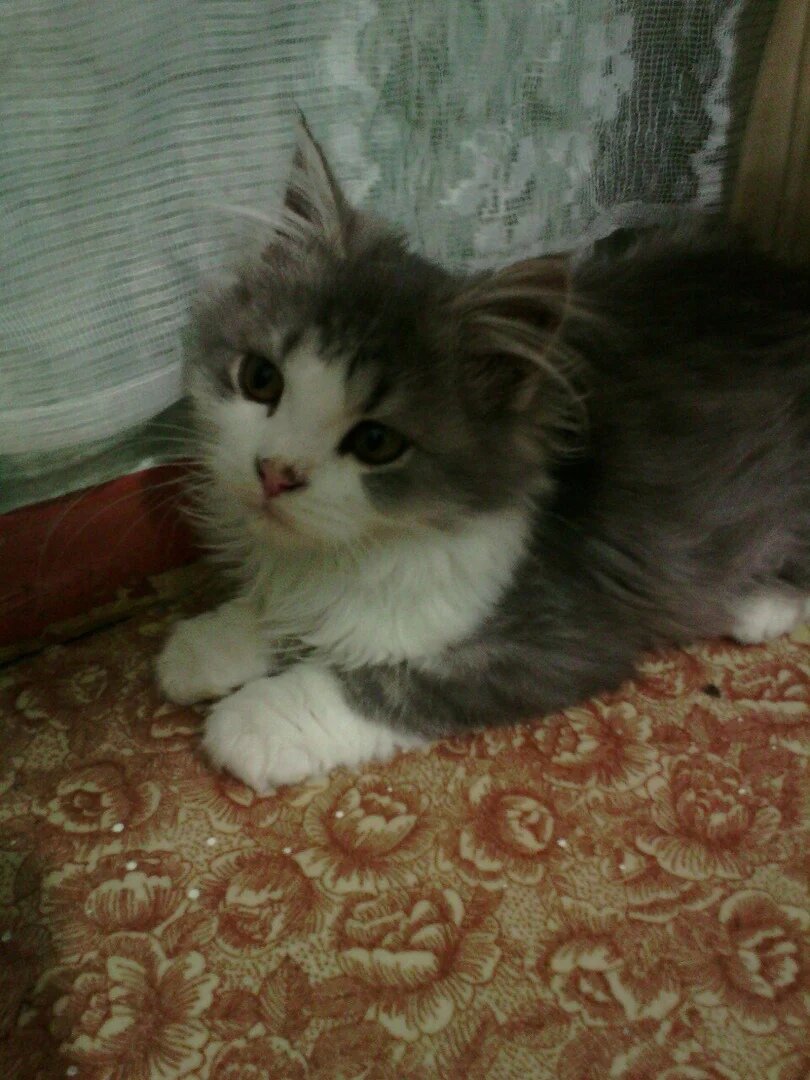 Таким Тотошка приехал в приют