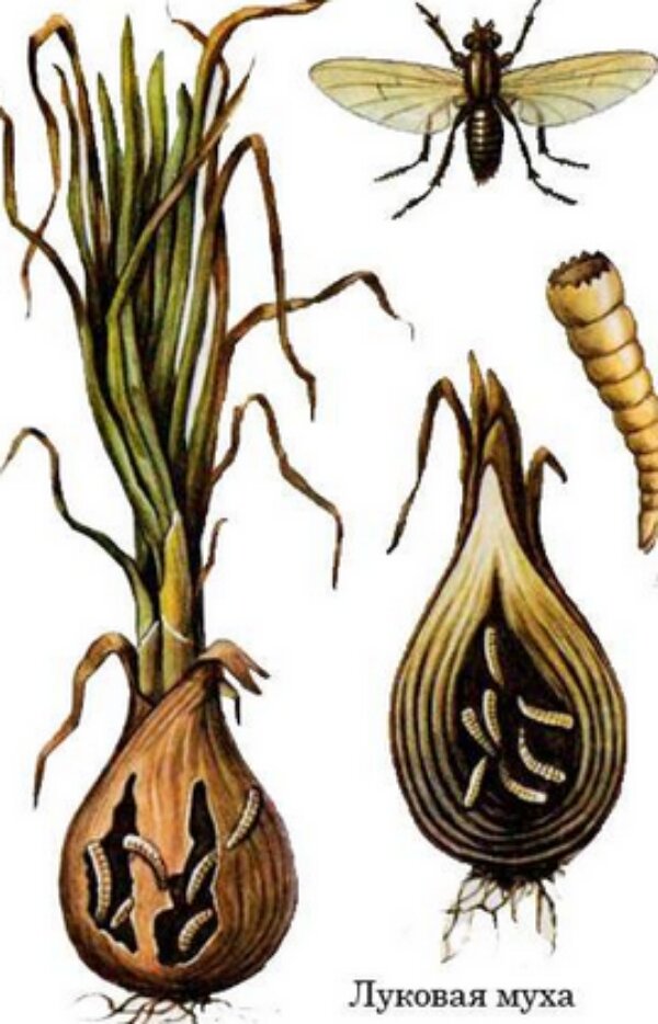 Луковая муха луковая нематода. Луковая муха борьба. Лук ест луковая муха. Луковая муха луковая нематода. Луковая муха повреждения.