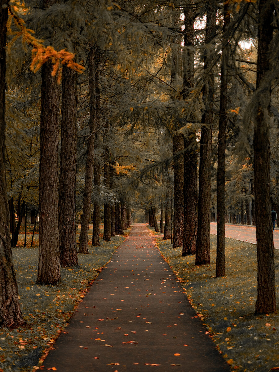 Лиственичная аллея