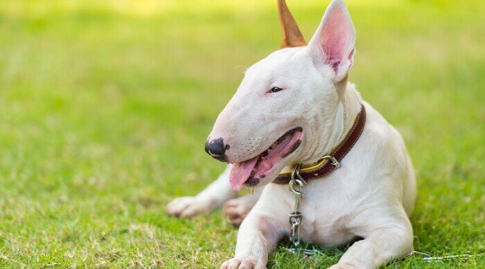 Внешность странная. |Фото: fun-cats.ru.