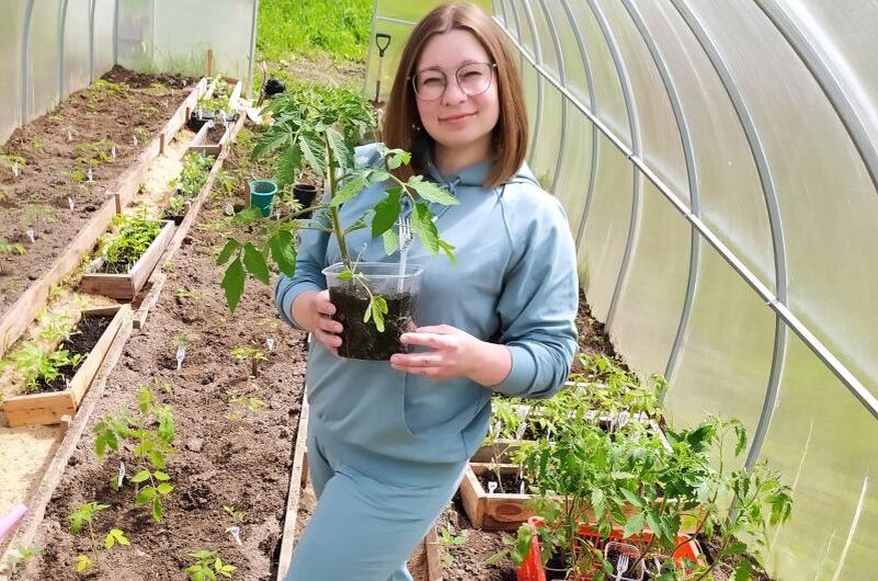 Вот так в теплице сажаю рассаду томатов.