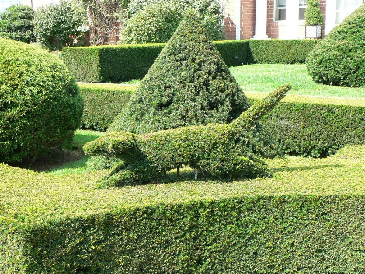 можжевельник топиарный. топиарное искусство стрижка туи. казацкий можжевельник топиарная стрижка лилия. туи смарагд топиар. можжевельник топиарный.