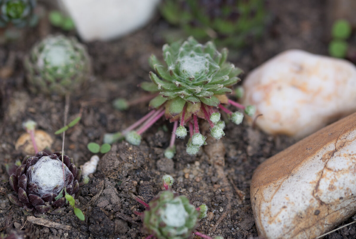 Завела в огороде молодило | Succulent life | Дзен