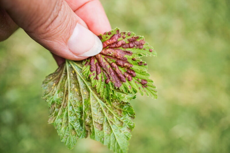 Лист, пораженный тлей. Иллюстрация для статьи используется по стандартной лицензии