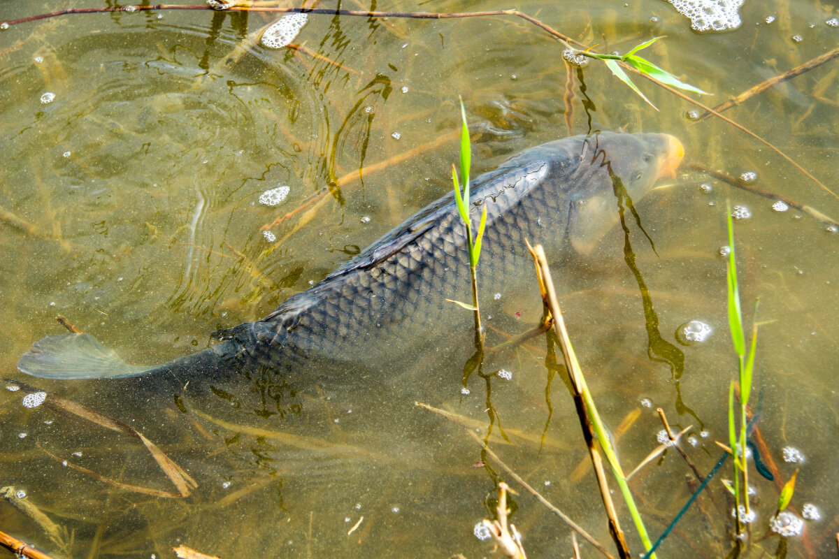 Сазан в камышах. Фото из открытых источников "Яндекс картинки"