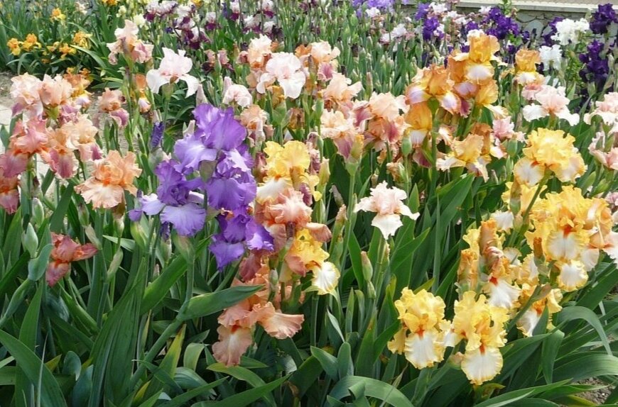 Фото из интернета. 