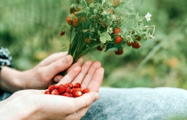    Фото: ShutterStock