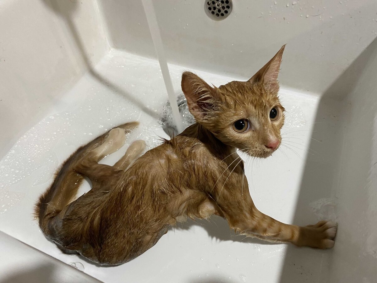 Моемся у меня дома