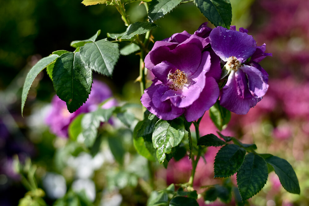 Роза-шраб "Rhapsody in Blue"