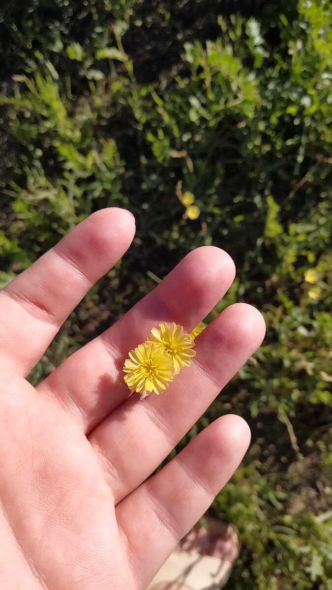 Мелкие степные цветочки. Из личного архива.