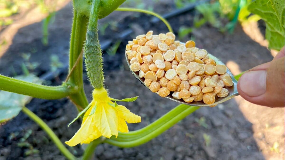 Ciao a tutti! In questo articolo ti spiegherò come dare ai cetrioli un semplice fertilizzante organico utilizzando i piselli per aumentarne la resa.