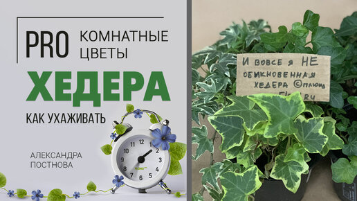 Хедера - плющ НЕобыкновенный. Вампиры ли эти неприхотливые комнатные цветы или просто радость в доме