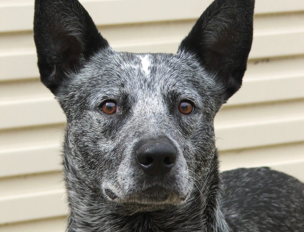 Австралийская короткохвостая пастушья собака (Фото: https://www.petpaw.com.au/breeds/australian-stumpy-tail-cattle-dog/)