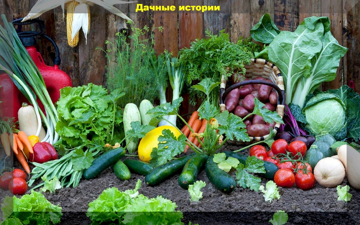 https://vk.com/photo-159774511_457254580