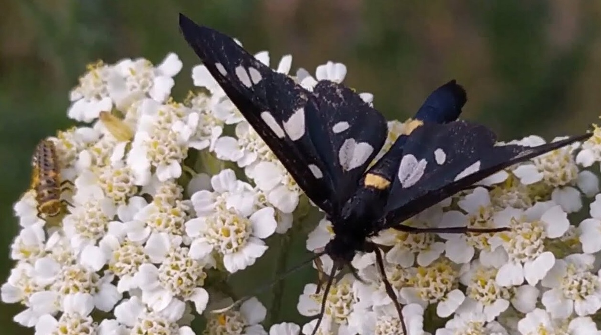 Бабочка Ложная пестрянка черноусая. Фото из Яндекс картинки