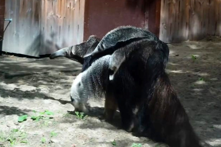    Малыш путешествует, лежа на спине у одного из родителей. Скриншот из видео Новосибирского зоопарка