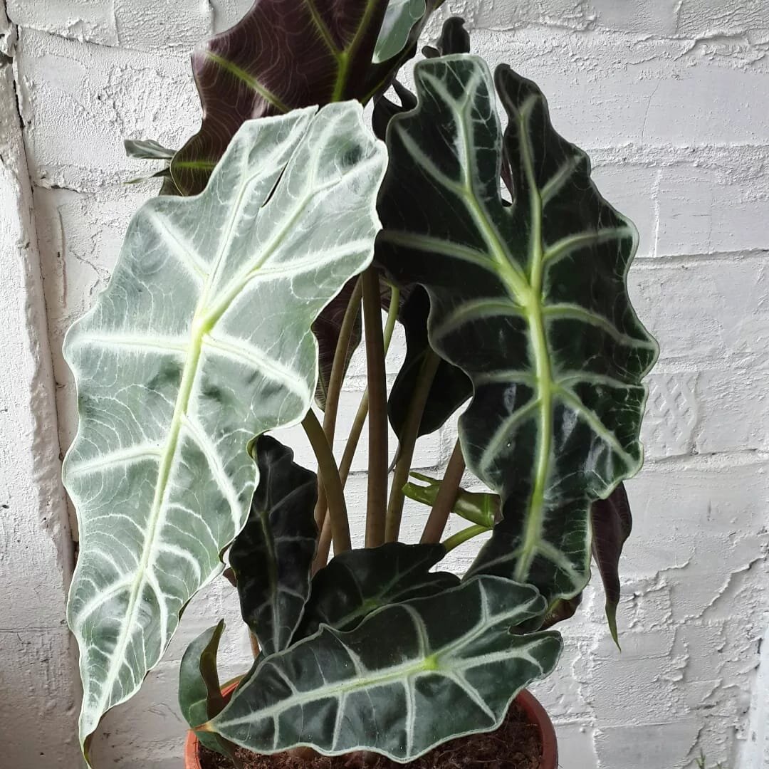 Это растение я приобрела уже большим. В горшочке несколько растений, так на мой вкус алоказия выглядит более эффектно. 