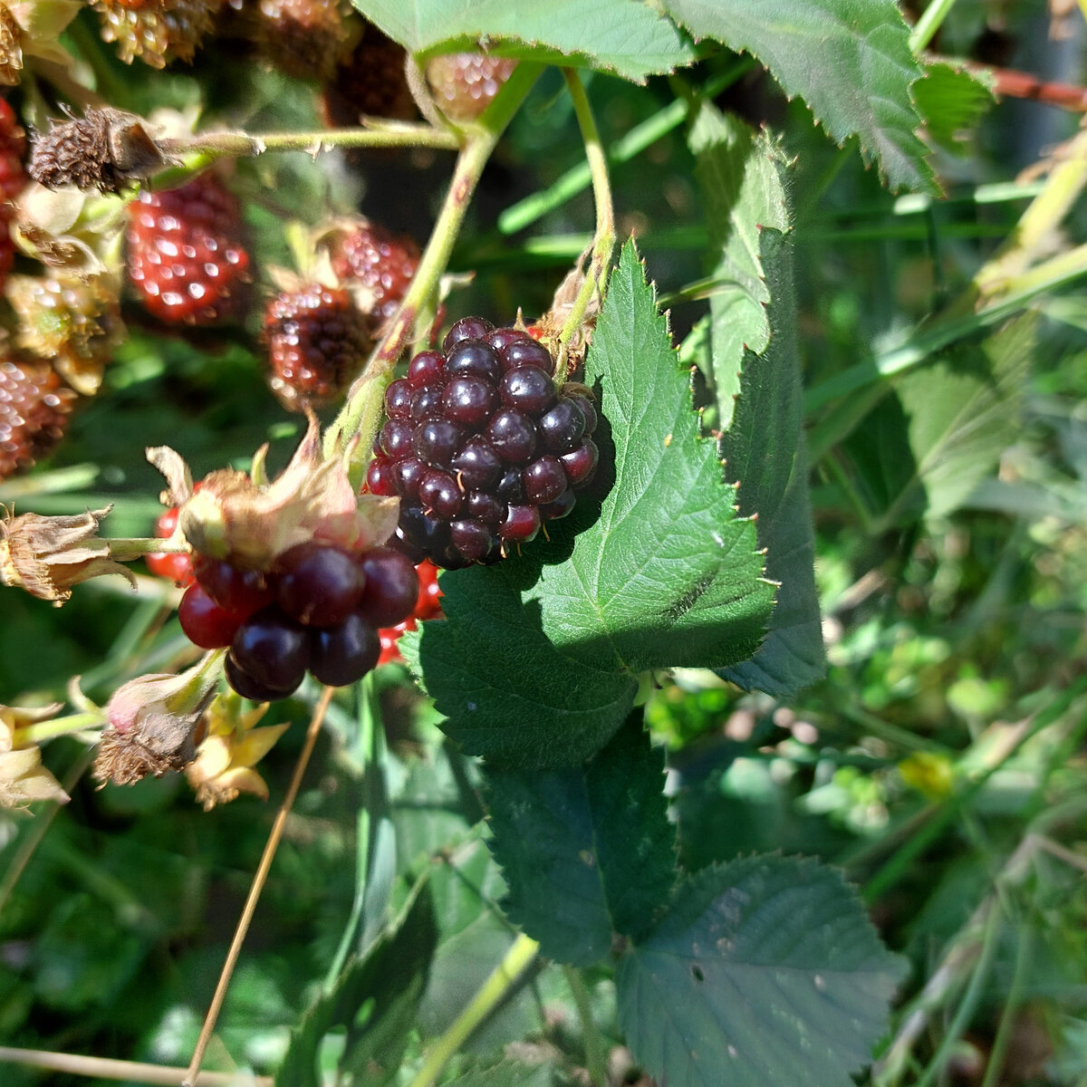 Это наша ежевика Торнфри