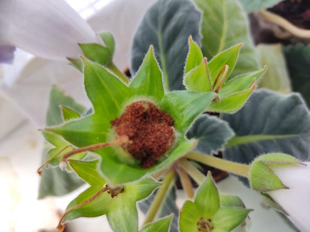 Один цветок глоксинии дает тысячи семян. А у меня глоксинии далеко не один цветок, а много разных.