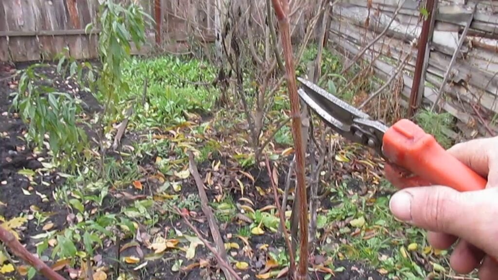 Обрезка однолетнего абрикоса. Фото используется с сайта diz-cafe.com