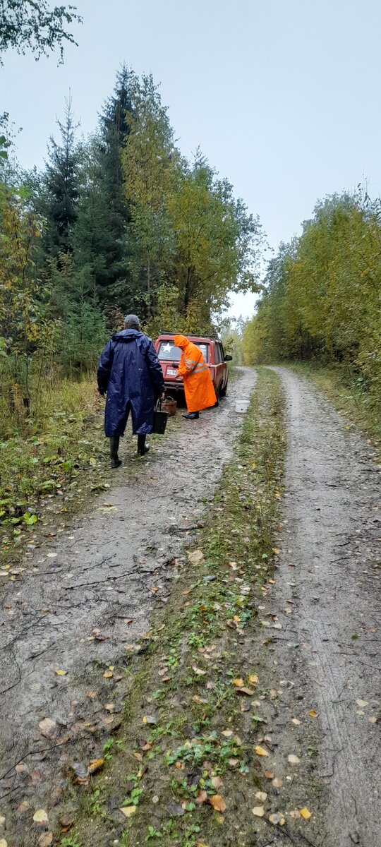 Милые мои компаньоны)