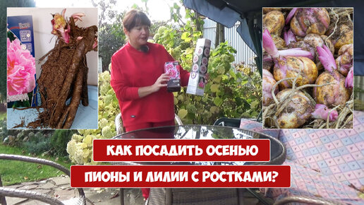 Купила ПИОН с почками и ЛИЛИИ с ростком. Как правильно посадить?