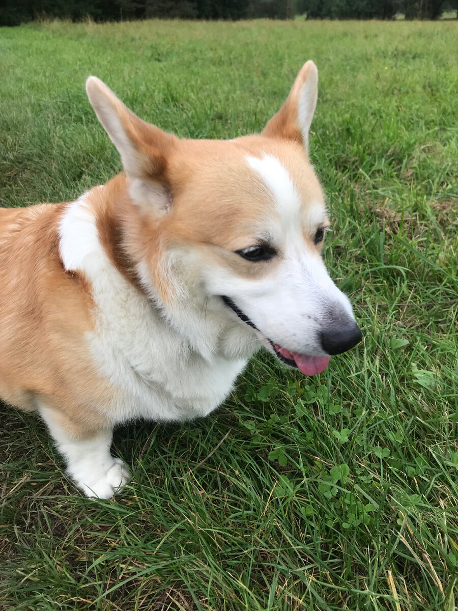 Хантер на прогулке