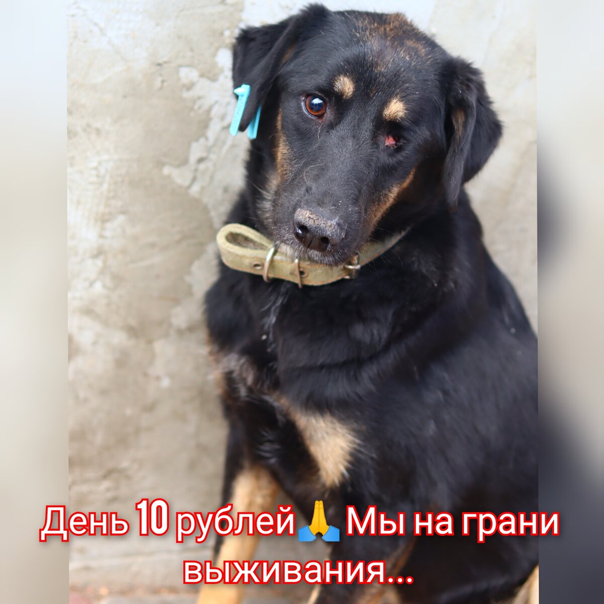 ❗НЕРАВНОДУШНЫЕ СЕРДЦА, ОТЗОВИТЕСЬ ❗
День 1⃣0⃣  рублей в помощь хвостикам🐕🐈
Приближаются оплаты передержек наших спинальников.. Я как обычно не знаю чем за них платить.. Фин кураторы не справляются.. Мы не набираем и половины сумм. А по мимо этого, у нас ещё ну очень  много расходов... Мы совершенно не справляется ❌
Очень хочется верить, что вас много и ав поддержите.... 
Очень прошу не проходить сегодня мимо... Давайте сегодня каждый, кто увидит  этот пост переведет всего 10 рублей в помощь🙏 Если мы всё обьеденимся, это огромная помощь... 🙏 Помогайте💔
Карта сб 2202 2024 6687 1666
Прикреплена к номеру 89178312475 (НЕ ДЛЯ ЗВОНКОВ!) на имя
Елена Леонидовна Т.
💳 Карта Тинькофф 5213243915883746 на имя Елена Леонидовна Т.
💳 Карта ВТБ  2200 2404 4782 2665 на имя Елена Леонидовна Т
💰Киви-кошелек 8 960 892 17 31
📱Голодный номер 8 960 892 17 31
☎️ 8 960 892 17 31
По поводу переводов из-за границы,  работает корона пей. Пишите в личку
https://vk.com/club197011667
Фин отчёт в обсуждениях