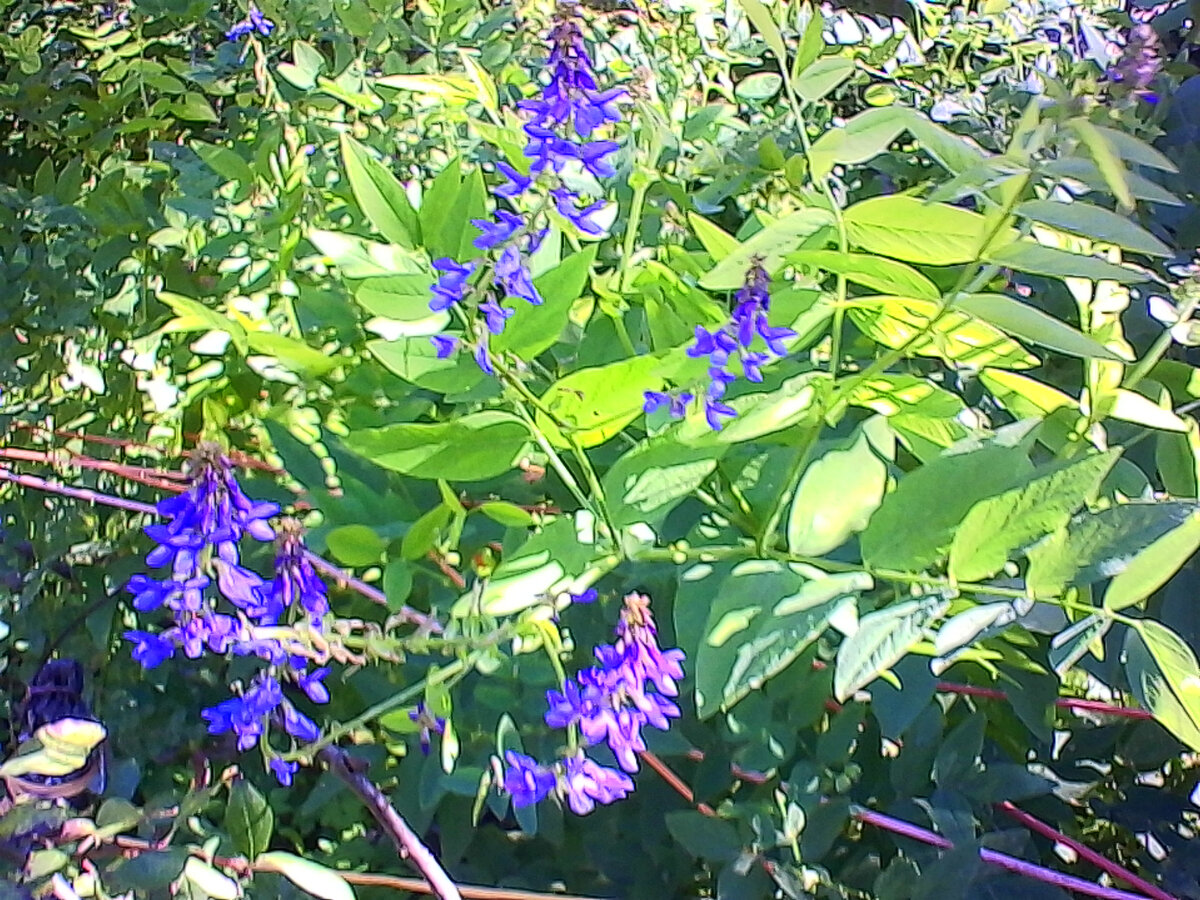Осенние цветы после жаркого лета (фото автора).