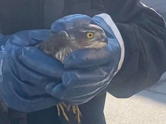     Ястреба обнаружили в рабочем ангаре в Московском районе. Фото: пресс-служба Северо-Западного Управления Росприроднадзора