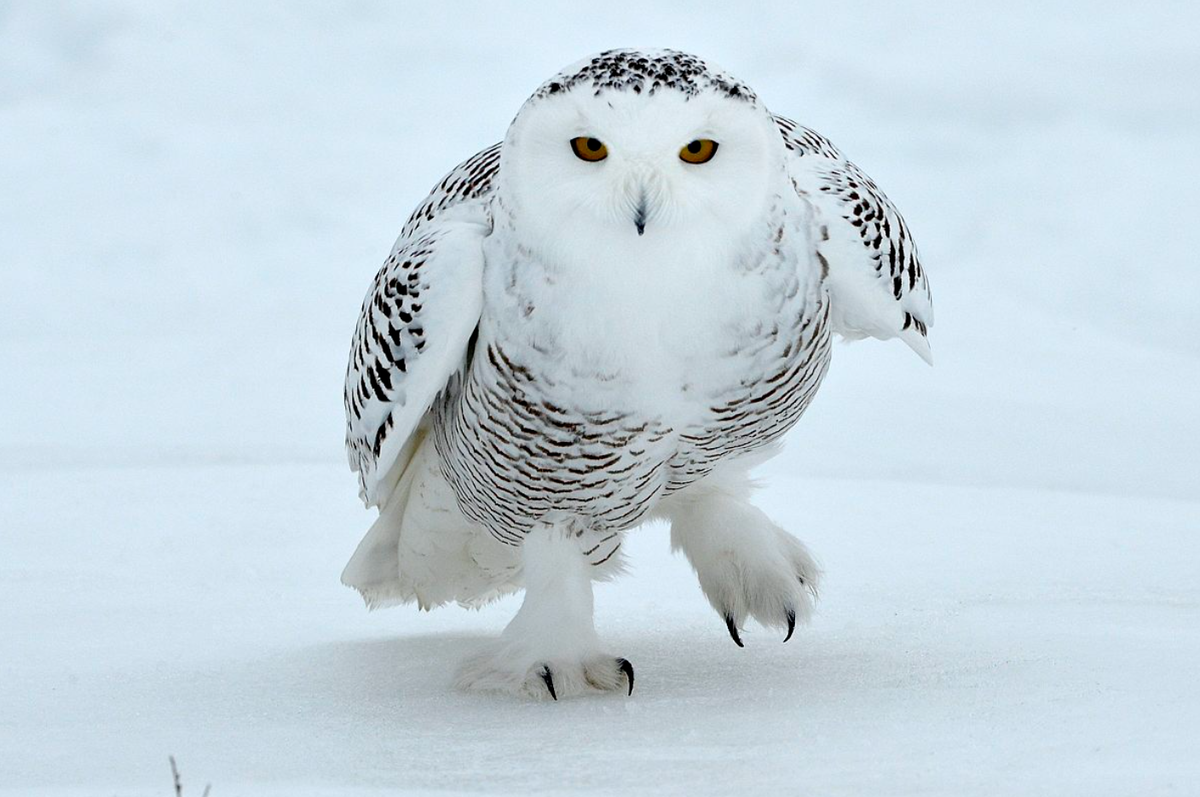 Полярные совы часто ходят пешком. Фото: anderslundberg.no