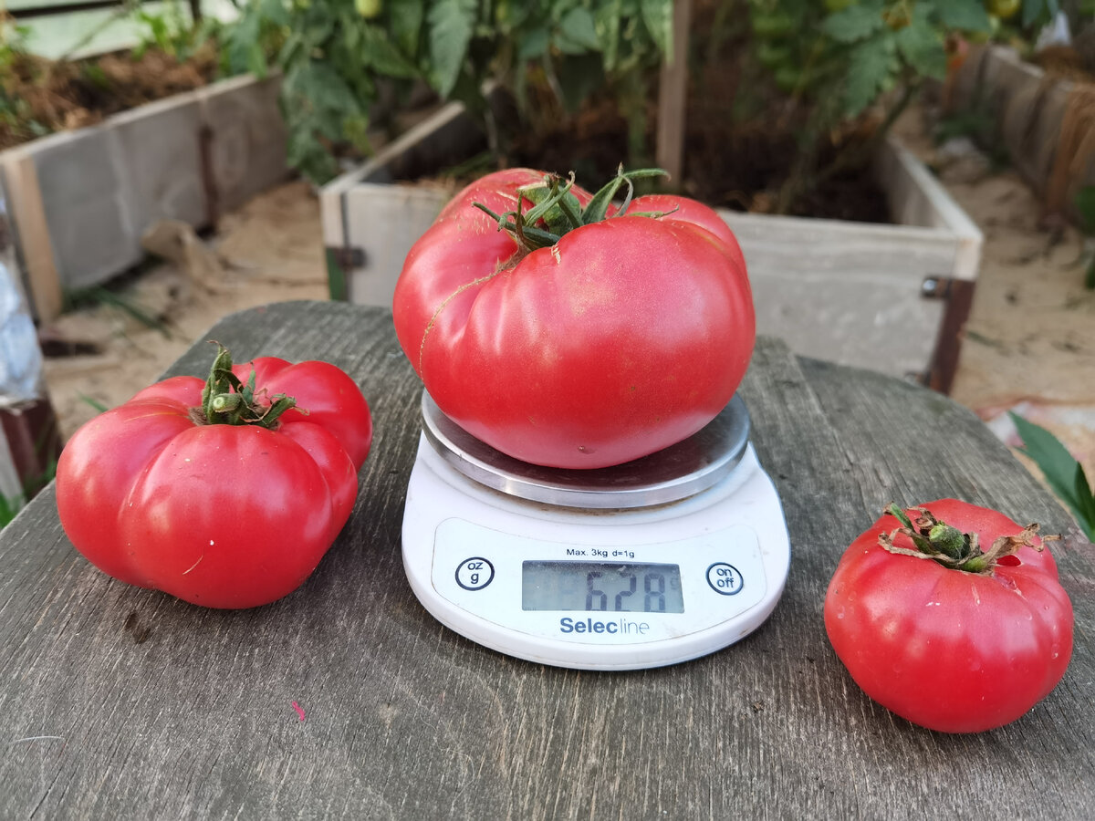 самый крупный плод сорта Пузо карапуза