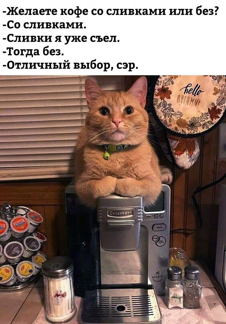 🐾Среда у кота! | Я — Кот! | Дзен