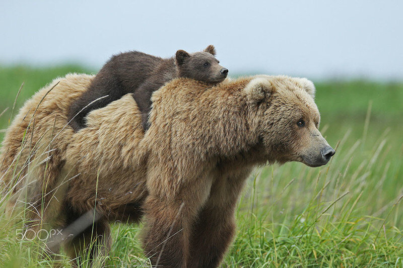 Источник: boredpanda.com