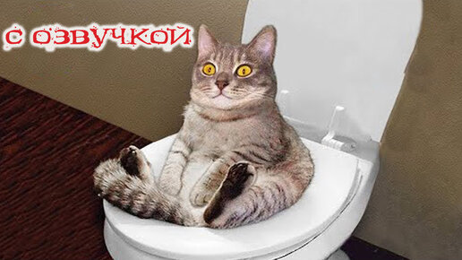 Приколы с котами С ОЗВУЧКОЙ! СМЕШНЫЕ КОТЫ! САМЫЕ СМЕШНЫЕ ЖИВОТНЫЕ!