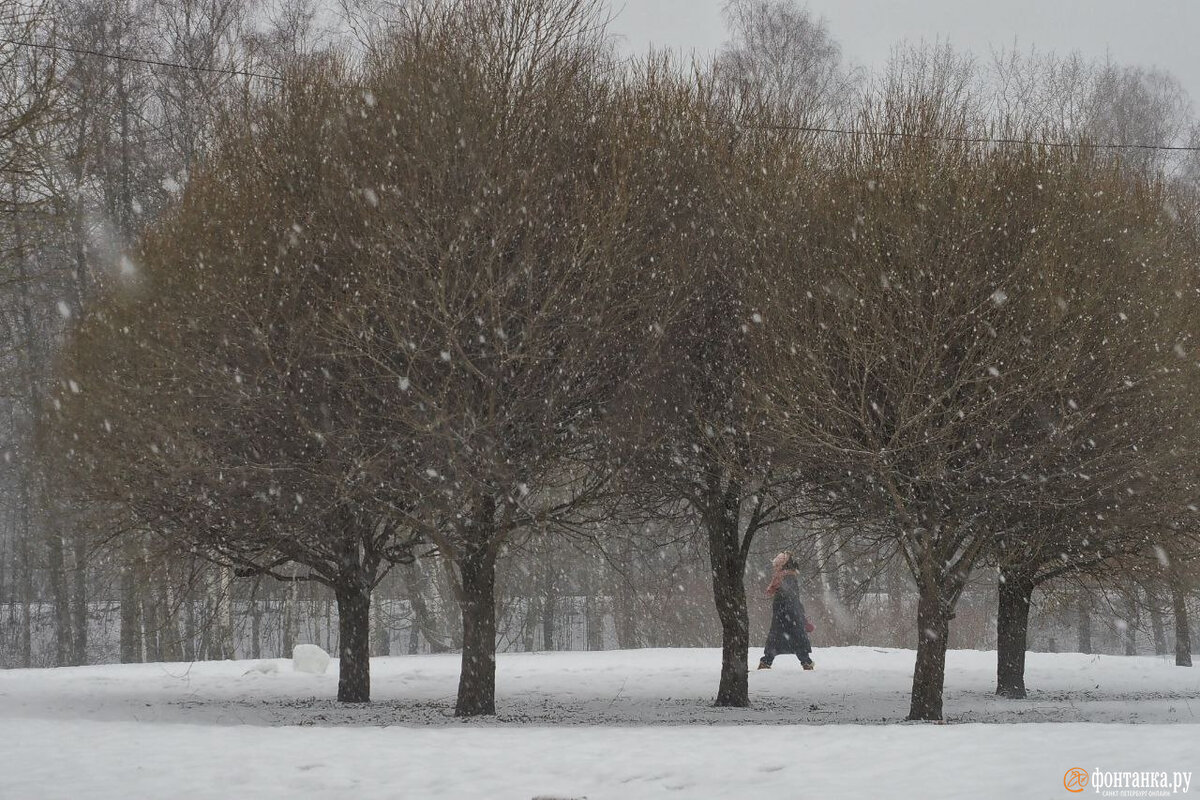   
 Фото: Михаил Огнев / «Фонтанка.ру»