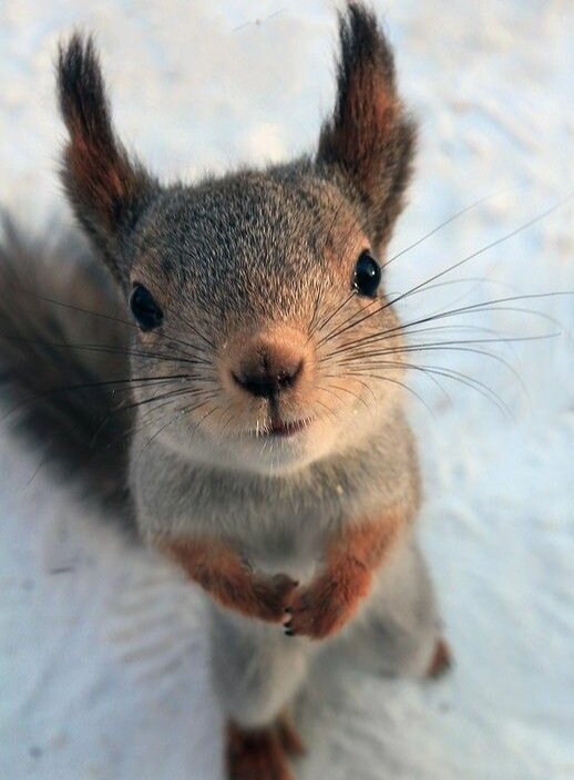 Из открытого доступа