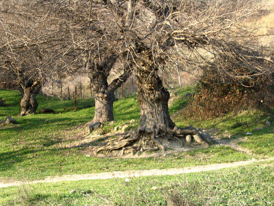 Ильм (вяз) японский (Ulmus japonica)