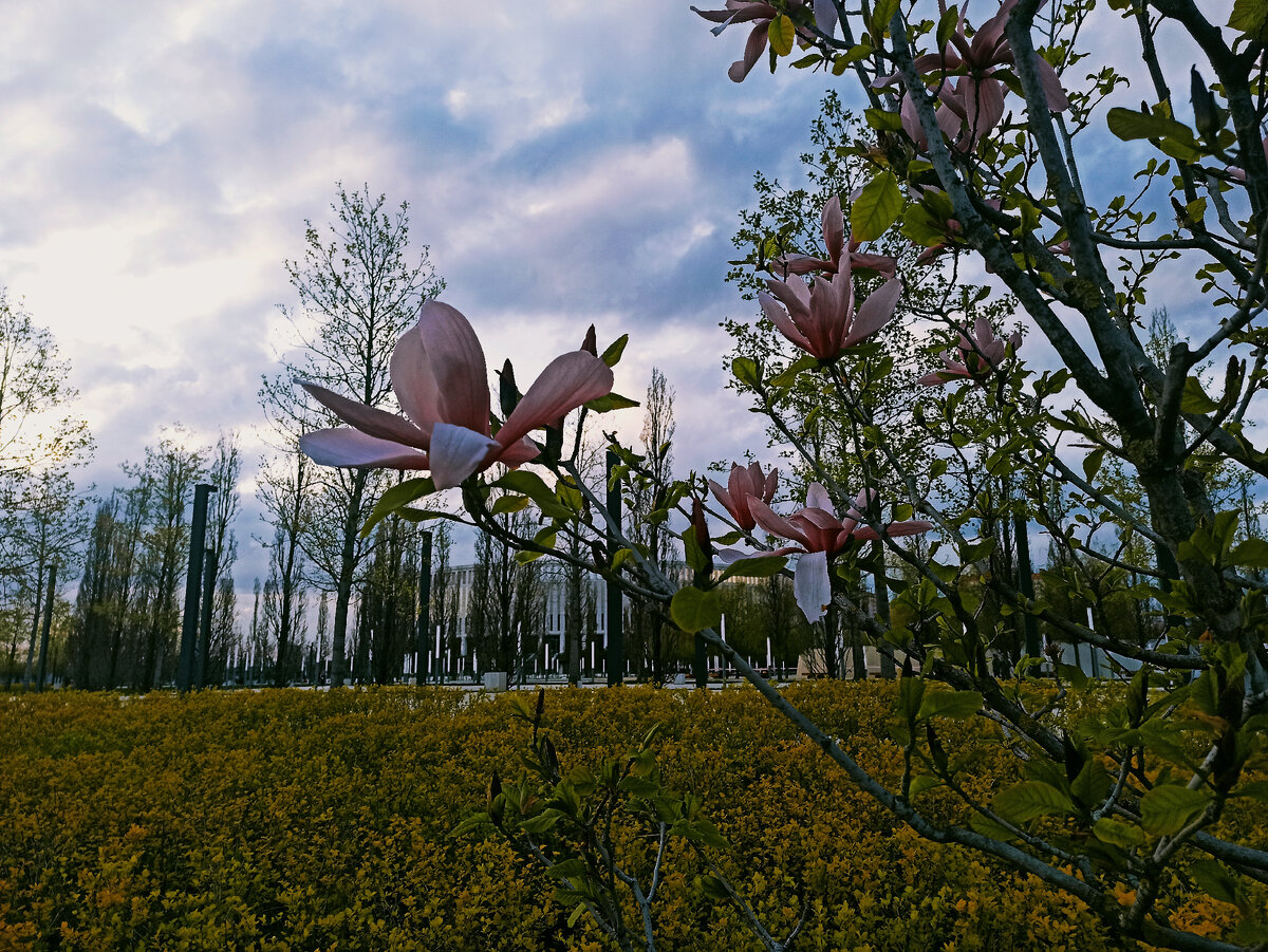 Флора парка Краснодар. Авторское фото. 2021.